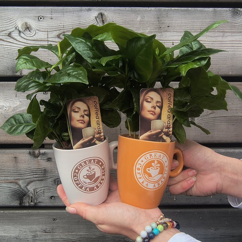 Coffea Arabica (Kávovník arabský) - kont. C1L, výška 10-15 cm - V HRNČEKU